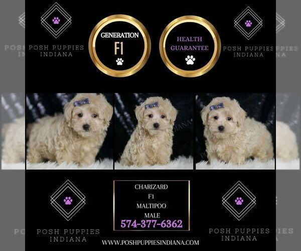 Medium Photo #2 Maltipoo Puppy For Sale in WARSAW, IN, USA