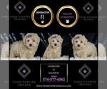 Small #1 Maltipoo