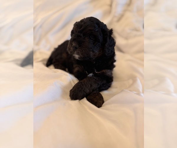 Medium Photo #17 Miniature Bernedoodle Puppy For Sale in AUBURNDALE, FL, USA