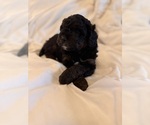 Small Photo #94 Miniature Bernedoodle Puppy For Sale in AUBURNDALE, FL, USA