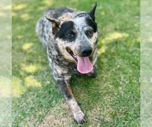 Texas Heeler-Unknown Mix Dogs for adoption in Riverside, CA, USA
