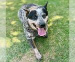 Small Texas Heeler Mix