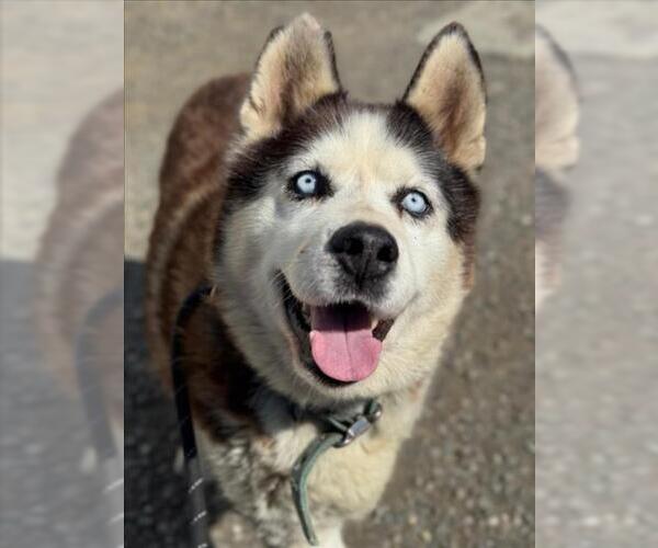 Medium Photo #2 Siberian Husky Puppy For Sale in Woodland, CA, USA