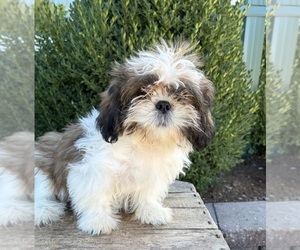 Shih Tzu Puppy for sale in MIDDLEBURY, IN, USA