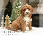 Small #3 Goldendoodle (Miniature)