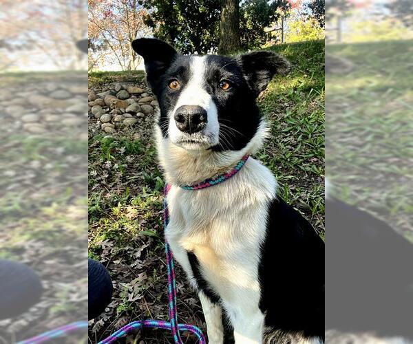 Medium Photo #1 Border Collie Puppy For Sale in Sacramento, CA, USA