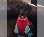 Small #1 Poodle (Toy) Mix