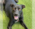 Small #13 Labrador Retriever Mix