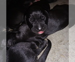 Small Photo #8 Great Dane Puppy For Sale in PIERSON, MI, USA