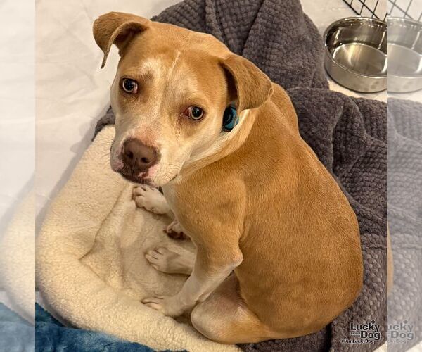 Medium Photo #6 Labrador Retriever-Unknown Mix Puppy For Sale in Washington, DC, USA