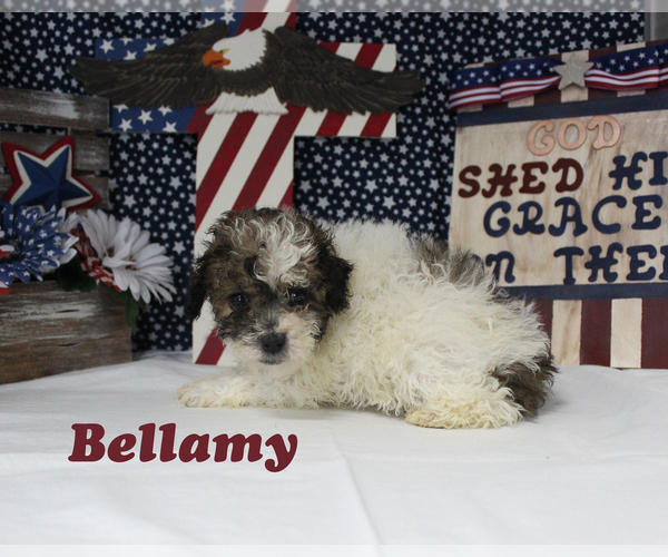 Medium Photo #5 Poodle (Toy) Puppy For Sale in CHANUTE, KS, USA