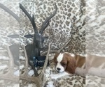 Small #9 Cavalier King Charles Spaniel