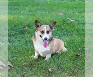 Mother of the Pembroke Welsh Corgi puppies born on 11/11/2025