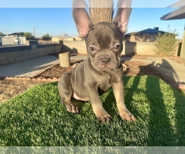 Medium Photo #3 French Bulldog Puppy For Sale in KANSAS CITY, MO, USA