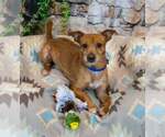 Small Photo #5 Chihuahua-Unknown Mix Puppy For Sale in Kennesaw, GA, USA