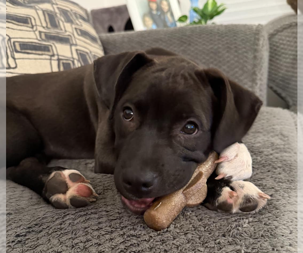 Medium Photo #3 Labrador Retriever-Unknown Mix Puppy For Sale in Chandler, AZ, USA