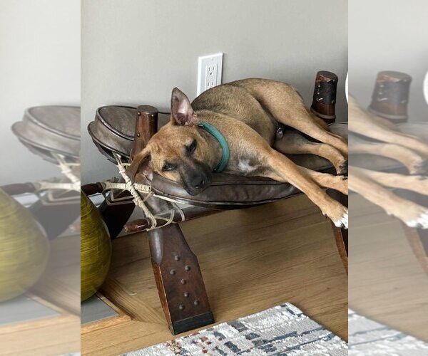 Medium Photo #1 Mutt Puppy For Sale in New York, NY, USA