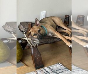 Mutt Dogs for adoption in New York, NY, USA