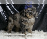 Small Photo #21 Poodle (Miniature) Puppy For Sale in WARSAW, IN, USA