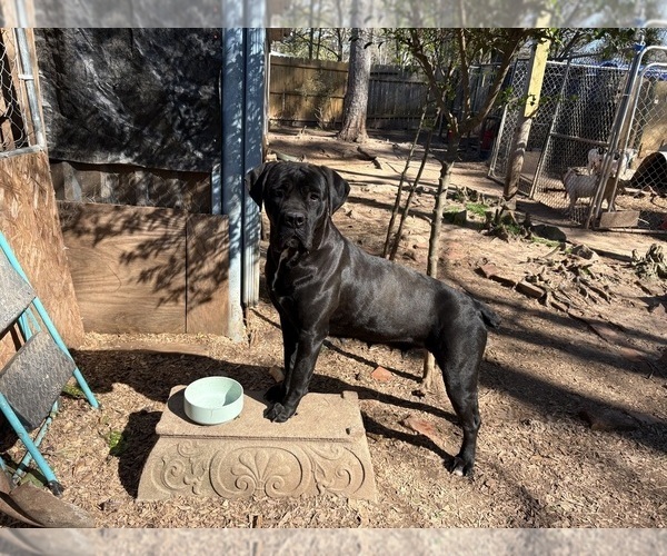 Medium Photo #1 Cane Corso Puppy For Sale in FAIRBURN, GA, USA