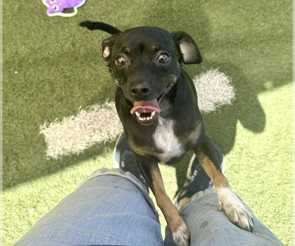 Medium Photo #2 Chipin Puppy For Sale in phoenix, AZ, USA