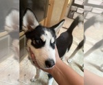 Small #3 Siberian Husky