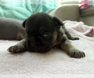Medium French Bulldog