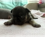 Puppy Black female French Bulldog