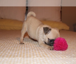 Pug Puppy for sale in PEARLAND, TX, USA