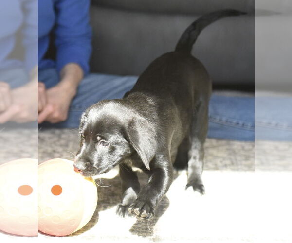 Medium Photo #6 Labrador Retriever-Unknown Mix Puppy For Sale in Mechanicsburg, PA, USA