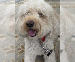 Goldendoodle (Miniature) Dogs for adoption in St. Augustine, FL, USA