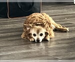 Molly - Female Chihuahua-Unknown Mix Dog for Adoption - Small photo