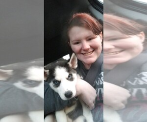 Siberian Husky Puppy for sale in CONWAY, AR, USA