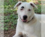 Small Labrador Retriever-white german shepherd Mix