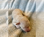 Small #2 Lagotto Romagnolo