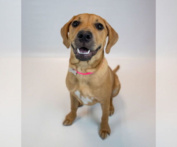 Medium Photo #6 Mutt Puppy For Sale in Kennesaw, GA, USA