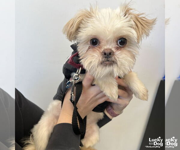 Medium Photo #3 Shih Tzu-Unknown Mix Puppy For Sale in Washington, DC, USA