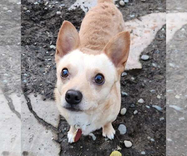 Medium Photo #1 Chihuahua-Unknown Mix Puppy For Sale in Bellevue, WA, USA