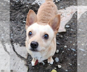 Chihuahua-Unknown Mix Dogs for adoption in Bellevue, WA, USA