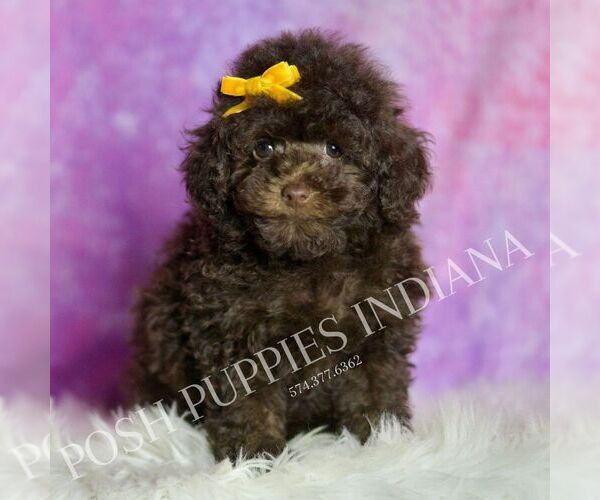 Medium Photo #2 Poodle (Miniature) Puppy For Sale in WARSAW, IN, USA
