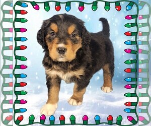 Golden Mountain Dog Puppy for Sale in BLACK FOREST, Colorado USA