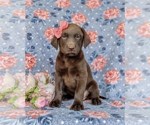 Labrador Retriever Dog for Adoption in KIRKWOOD, Pennsylvania USA