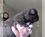 Small #7 Faux Frenchbo Bulldog