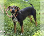 Small #1 German Pinscher