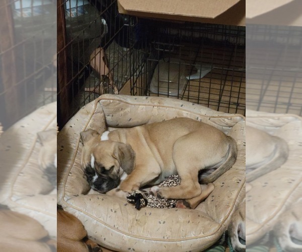 Medium Photo #6 American Bulldog-English Bulldog Mix Puppy For Sale in DAPHNE, AL, USA