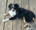 Small Photo #1 Miniature Australian Shepherd Puppy For Sale in BROOKER, FL, USA