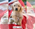 Small Photo #1 Golden Retriever Puppy For Sale in MISSOURI CITY, TX, USA