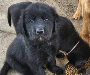 German Shepherd Dog-Golden Retriever Mix Puppy for sale in MODESTO, CA, USA