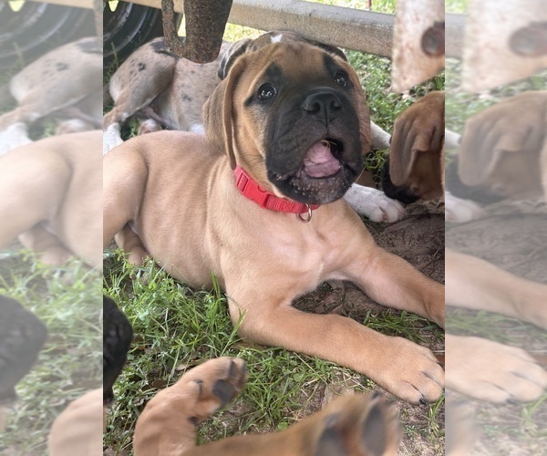 Medium Photo #2 Bullmastiff Puppy For Sale in JAY, FL, USA