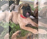 Small #1 Bullmastiff